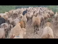 Oveja, Ovejas — foto 2