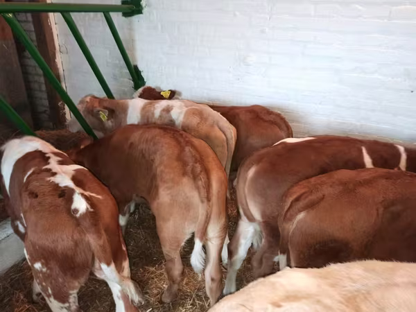 Bulle, Simmental cattle