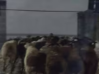 公羊, Sheep — 照片 6