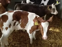 Rinder (Partie, Geschlecht nicht angegeben), Simmental cattle — Foto 5