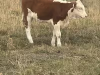 بقرة, Latvian Blue cattle — الصورة 7