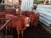 Kuh, Simmental cattle — Foto 3