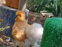 Chickens — foto 6