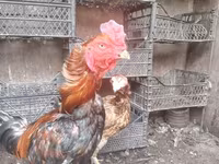 Chickens — الصورة 4