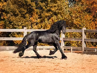 公马, Friesian — 照片 2