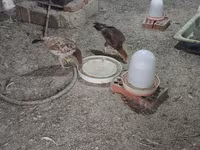 Chickens — الصورة 4
