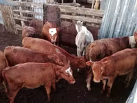 Kuh, Simmental cattle — Foto 1