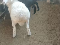 母羊, Sheep — 照片 2