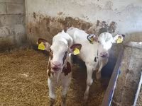 सांड, Simmental cattle — फ़ोटो 2