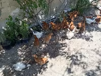 Chickens — 8-rasm