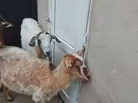عنزة, الماعز — الصورة 1