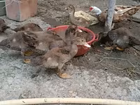 Ducks — 5-rasm
