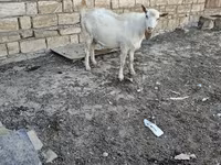 Cabra, Cabras — foto 1