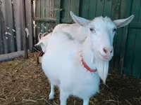 母山羊, Saanen goat — 照片 1