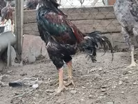 Chickens — फ़ोटो 7