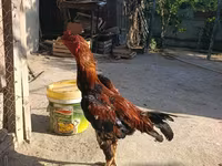 Chickens — 2-сурет
