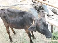 गाय, मवेशी — फ़ोटो 1