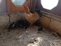 Chickens — 3-rasm