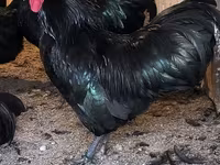 Australorp — Foto 2