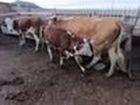 بقرة, Latvian Blue cattle — الصورة 4