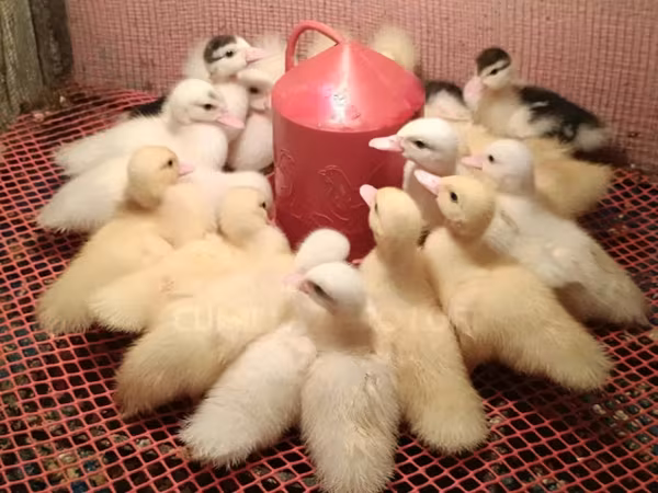Домашня мускусна качка