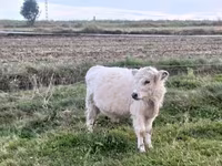 Toro, Vaca Galloway — foto 1