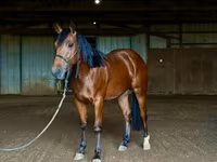 Hengst, Quarter Horse — Foto 6