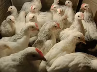 Chickens — photo 1