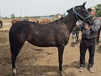 घोड़ी, Akhal-Teke — फ़ोटो 1