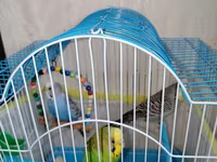 Məhsul: Dalmatian və Avstraliya cinsli dalğalı papuqaylar (budgerigar) — фото 5