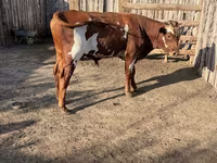 Bulle, Swiss cattle — Foto 5