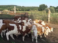 Бұқа, Simmental cattle — 2-сурет