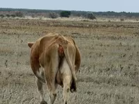 Kuh, Latvian Blue cattle — Foto 4