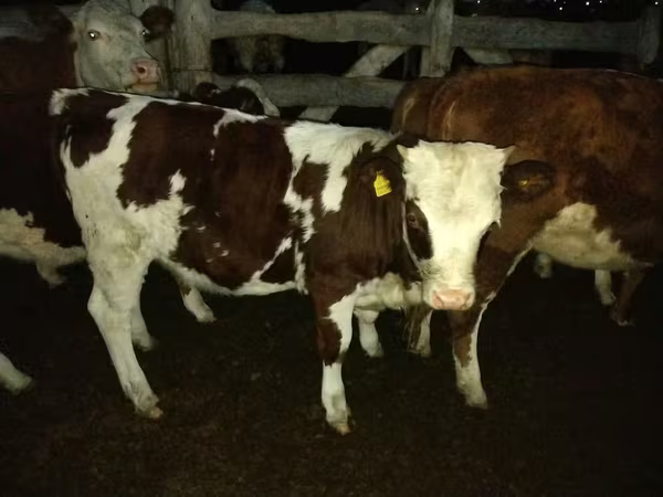 Bulle, Simmental cattle