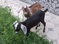 Ziege, Nubian Goat — Foto 2