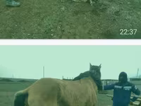 Stute, Kazakh horse — Foto 3