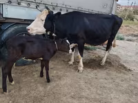 गाय, Russian Black pied cattle — फ़ोटो 1