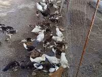 Ducks — 7-rasm