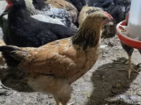 Chickens — 1-rasm