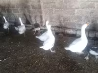 Geese — 照片 1