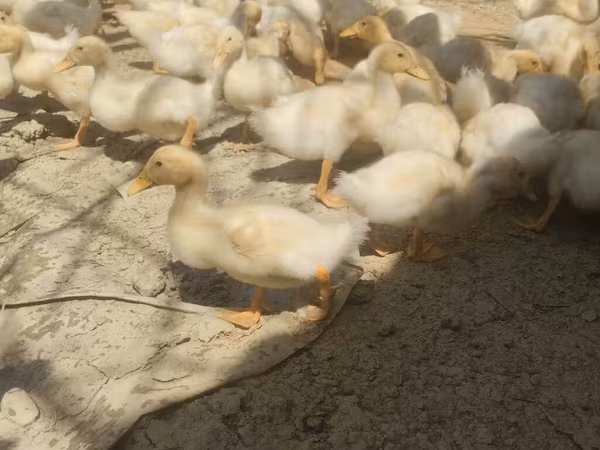 Deutscher Pekin