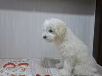 Erkək Maltipoo balası - Yaş: 5 aylıq - Xüsusiyyətlər: Tam sağlam, çox — 照片 1