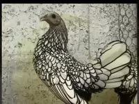 Chickens — foto 7