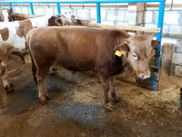 公牛, Red-spotted breed — 照片 1