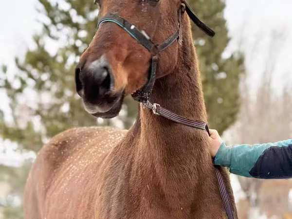 Madyan, Akhal-Teke