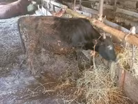 Bulle, Aberdeen-Angus — Foto 1