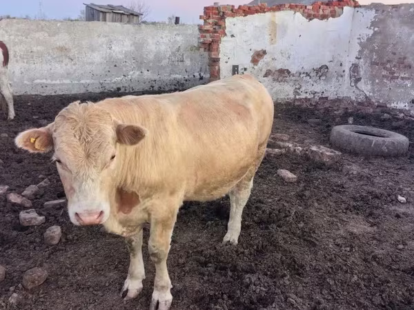 Bulle, Swiss cattle
