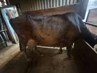 بقرة, Latvian Blue cattle — الصورة 2