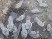 Ducks — Foto 4