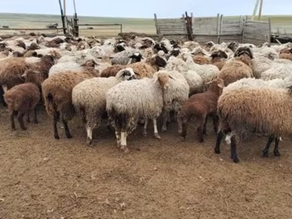 Hissar sheep